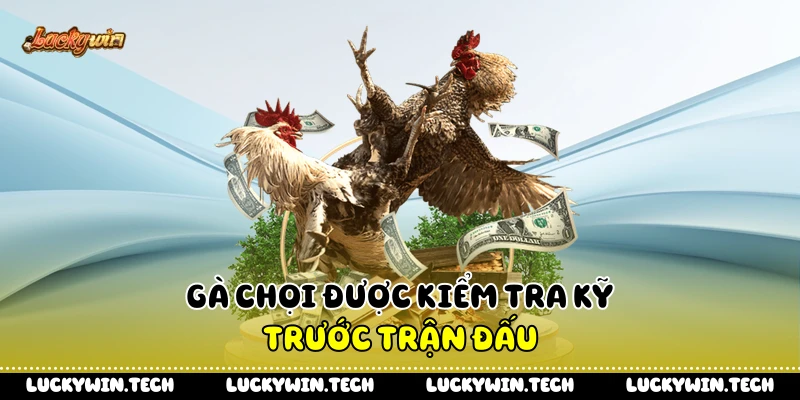 Gà chọi được kiểm tra kỹ trước trận đấu